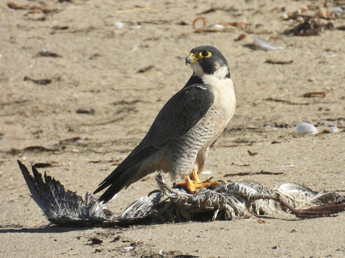 sokol stěhovavý - ML645238147