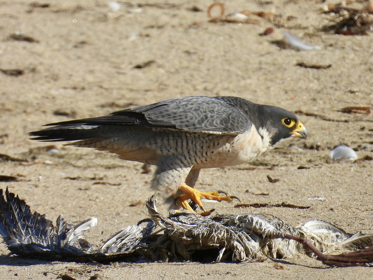 sokol stěhovavý - ML645238148