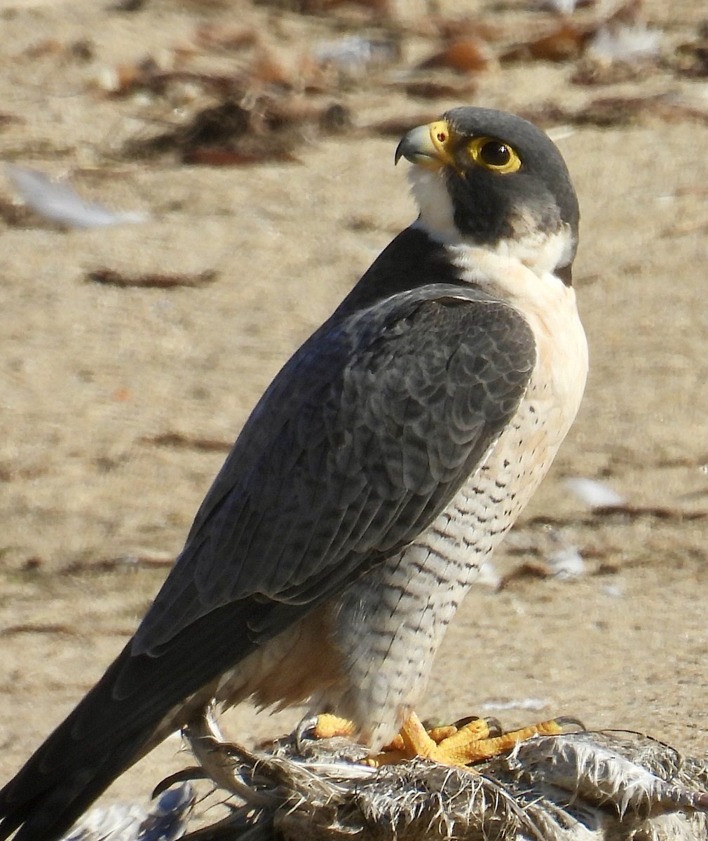 sokol stěhovavý - ML645238149