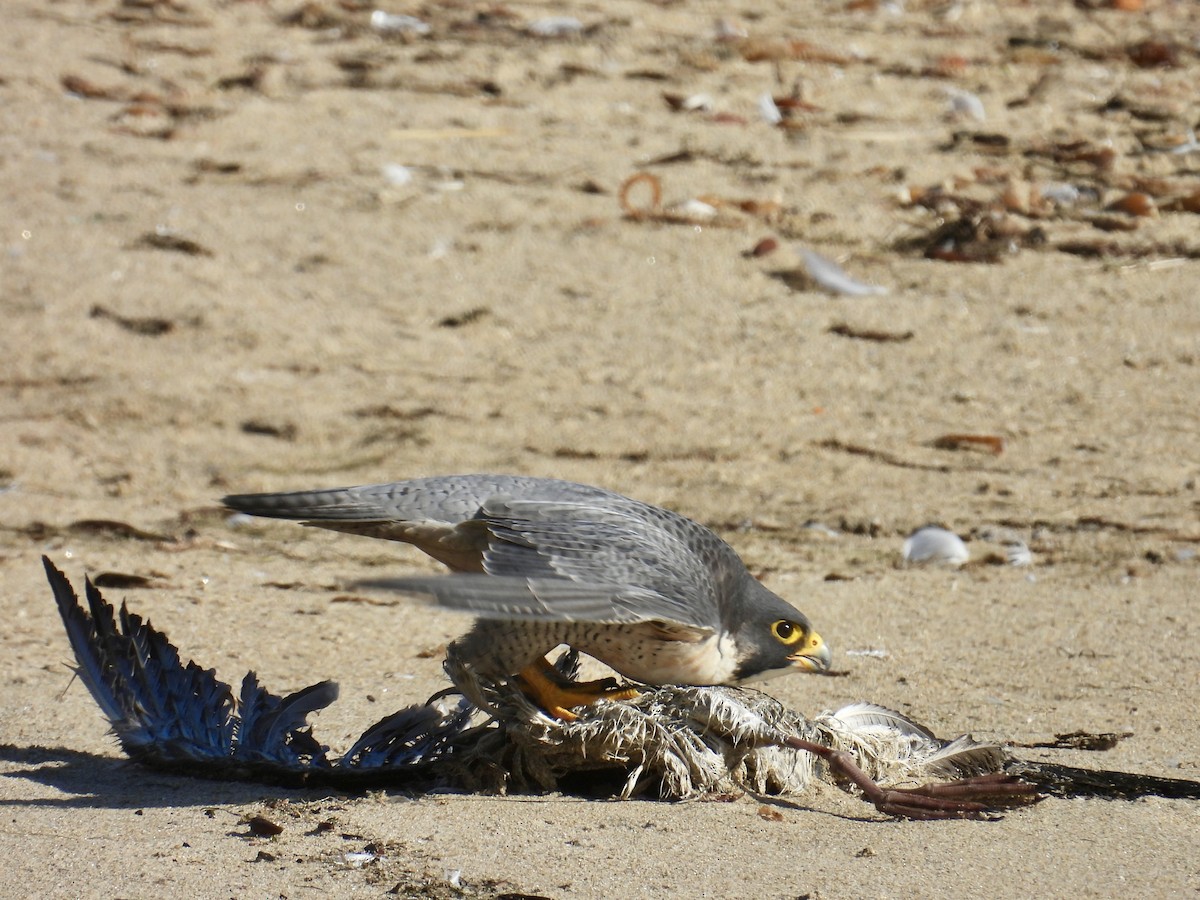 sokol stěhovavý - ML645238150