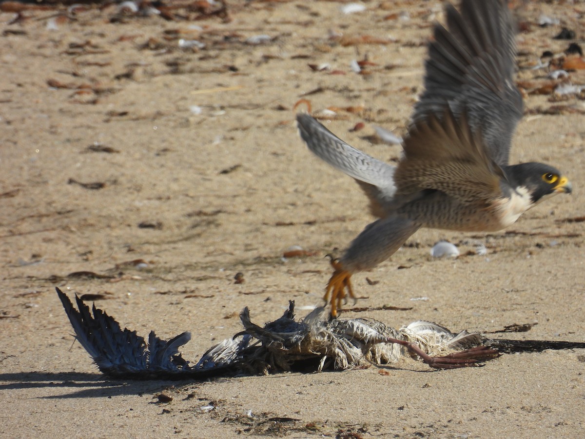 sokol stěhovavý - ML645238151