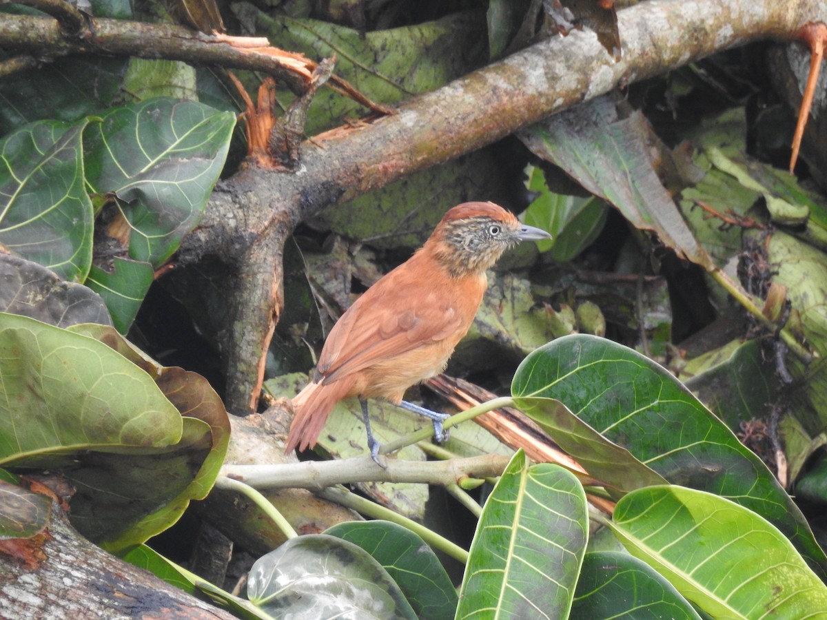Barred Antshrike - ML645238154