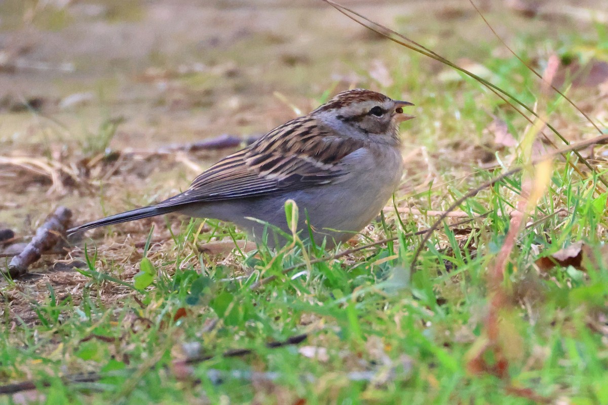strnádka vrabcovitá - ML645238155