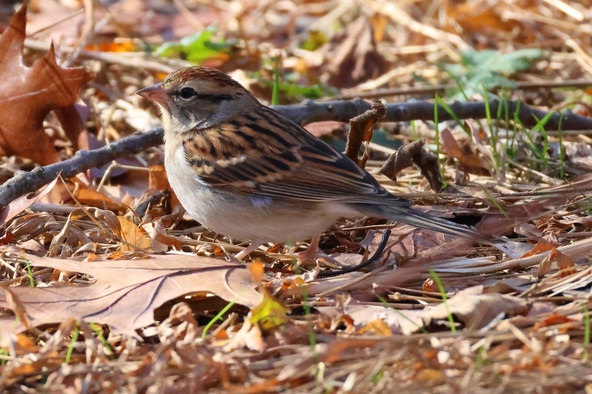 strnádka vrabcovitá - ML645238156