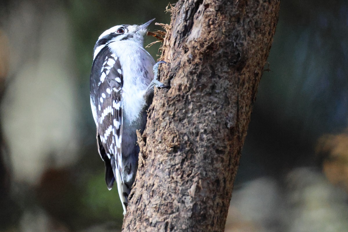 strakapoud osikový - ML645238168