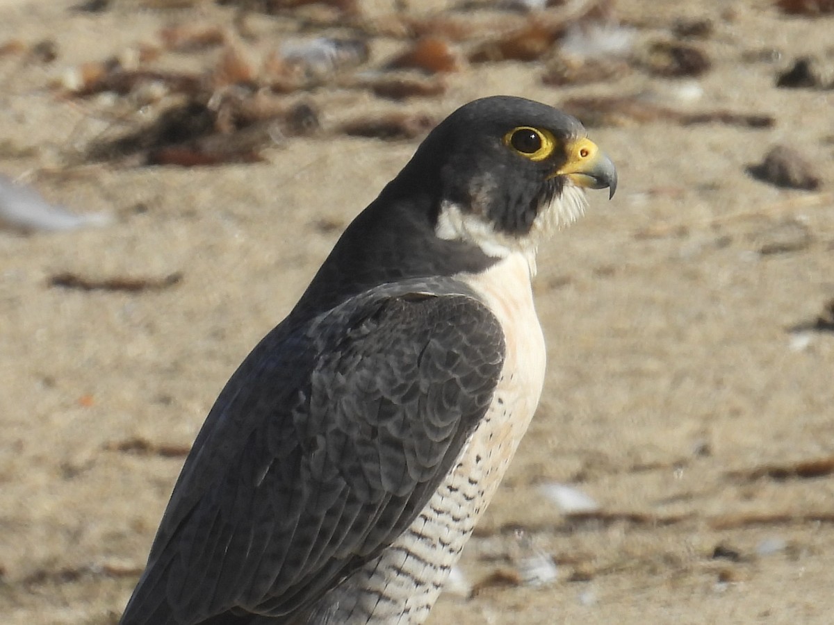 sokol stěhovavý - ML645238169