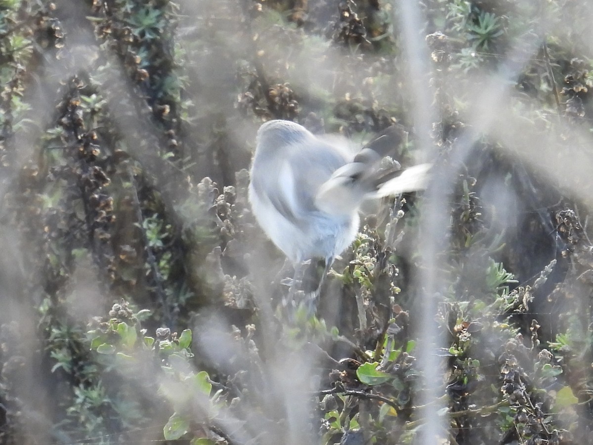 Perlita Grisilla - ML645238195