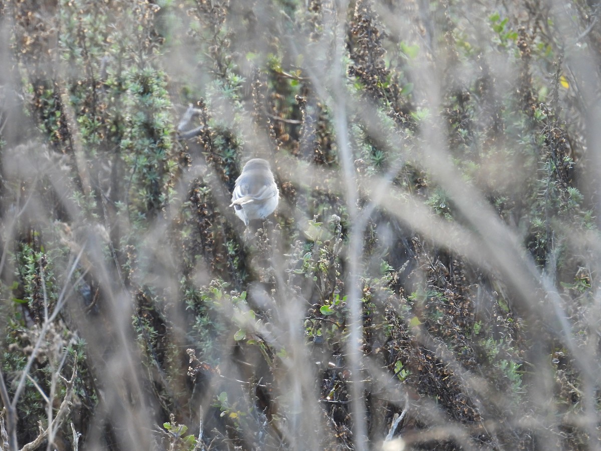 Perlita Grisilla - ML645238196