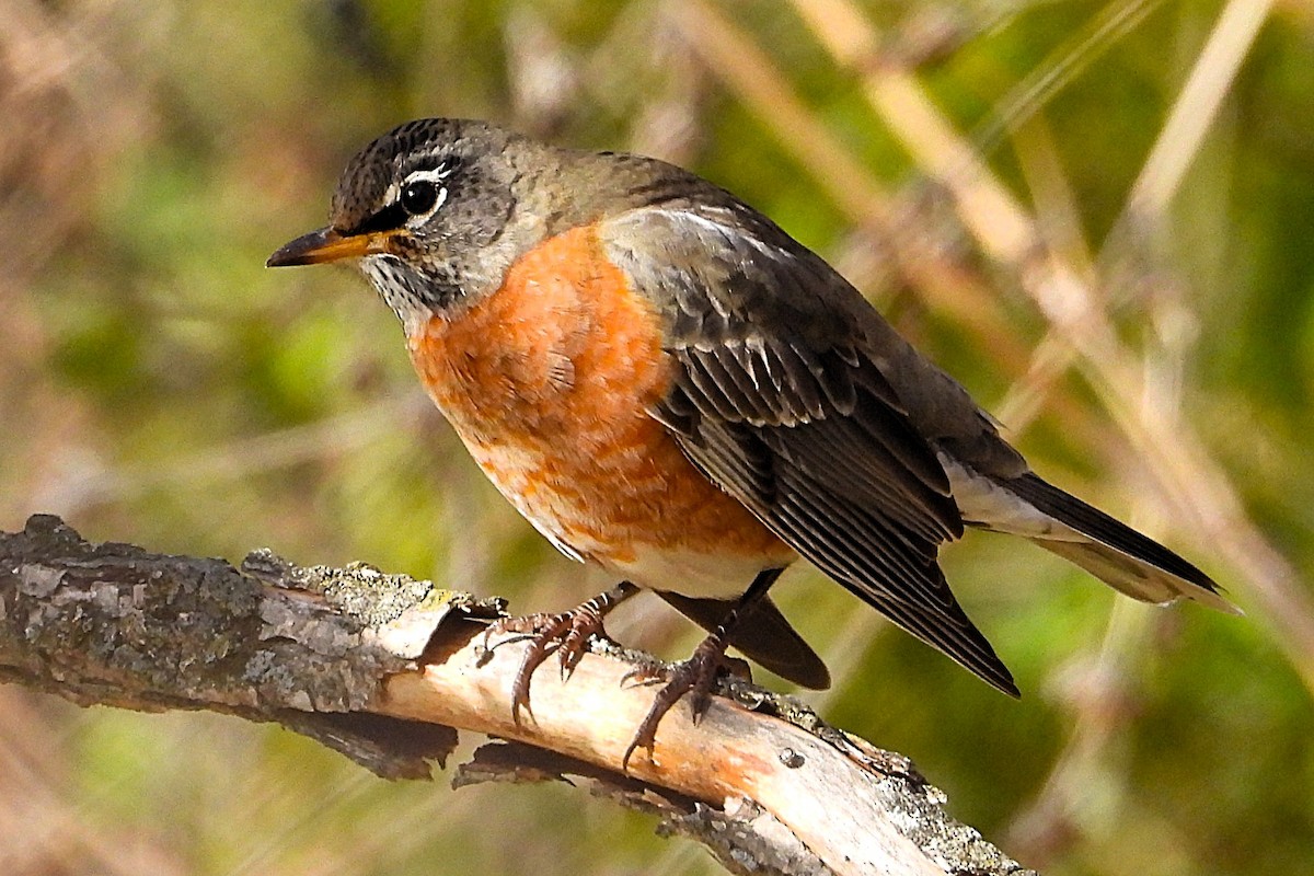 Странствующий дрозд - ML645238219