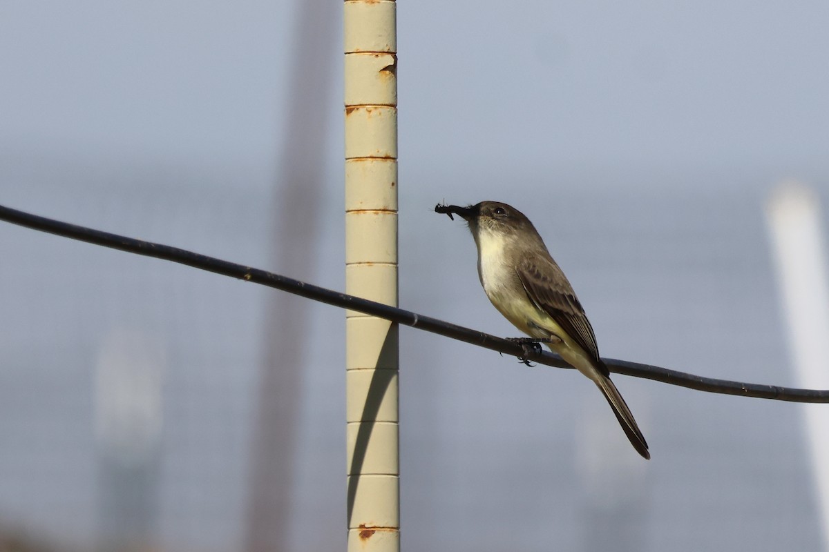 Weißbauch-Phoebetyrann - ML645238228