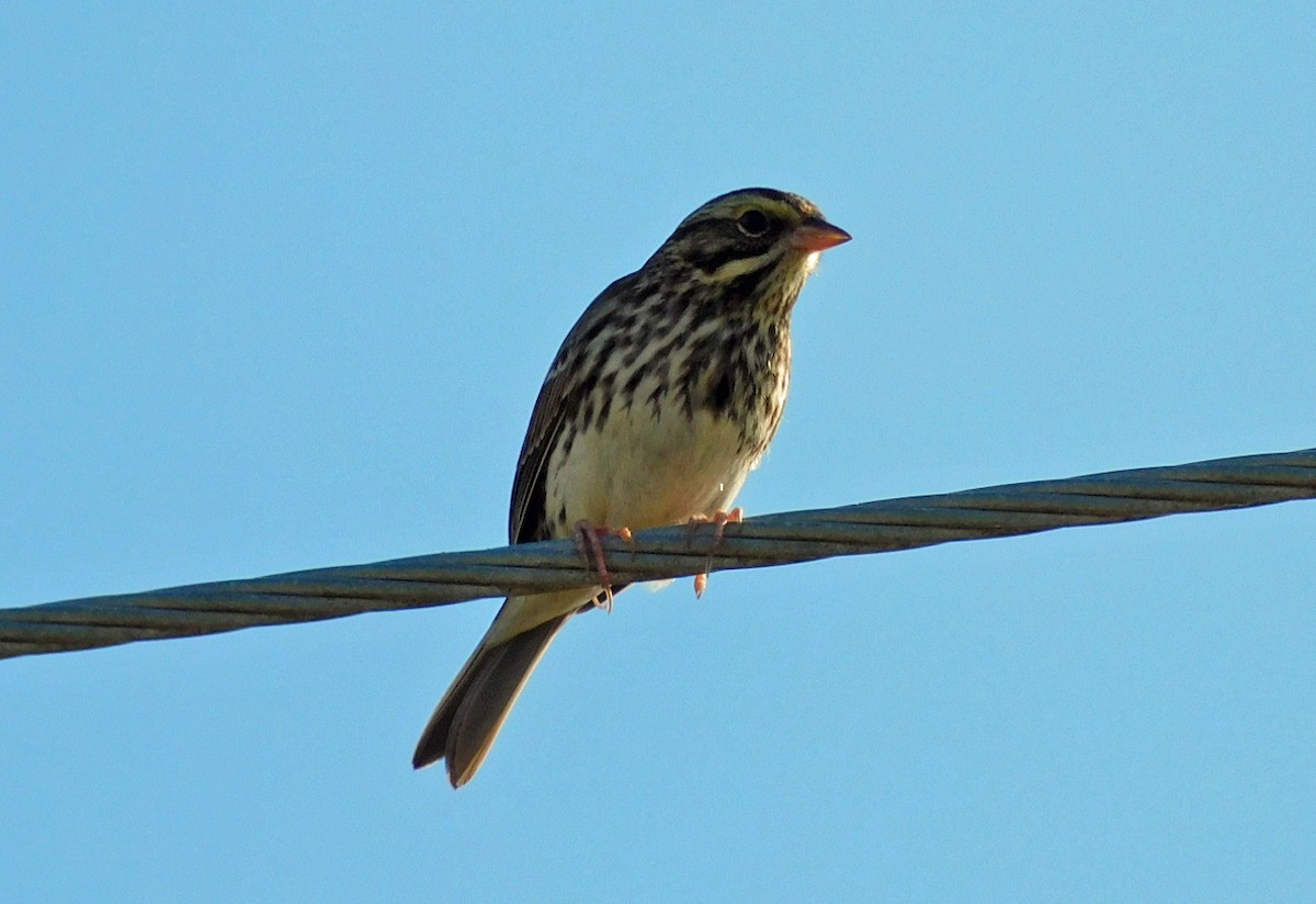 Пасовник савановий - ML645238229
