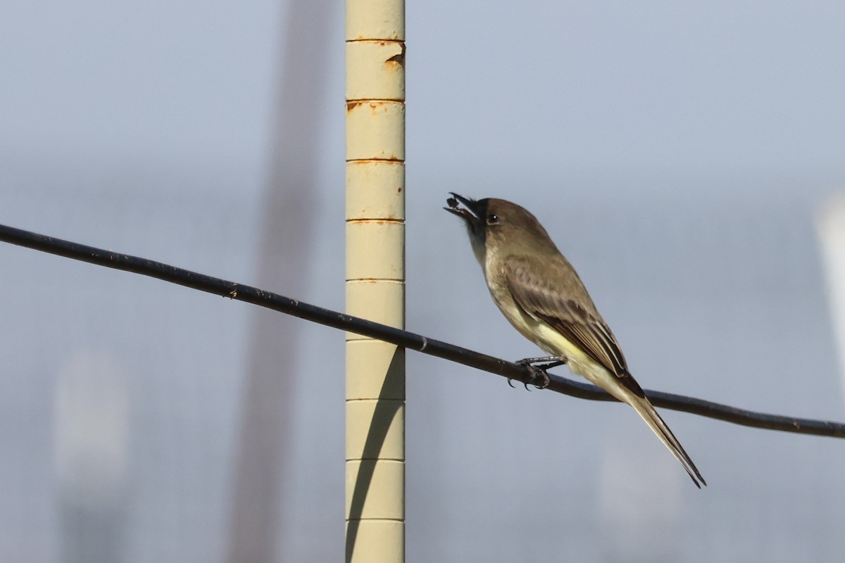 Weißbauch-Phoebetyrann - ML645238231