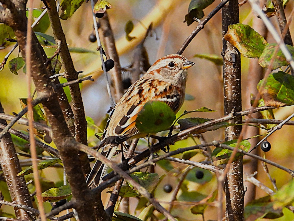 strnádka pokřovní - ML645238249