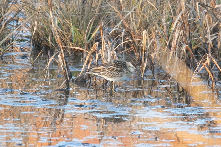 Sharp-tailed Sandpiper - ML645238257