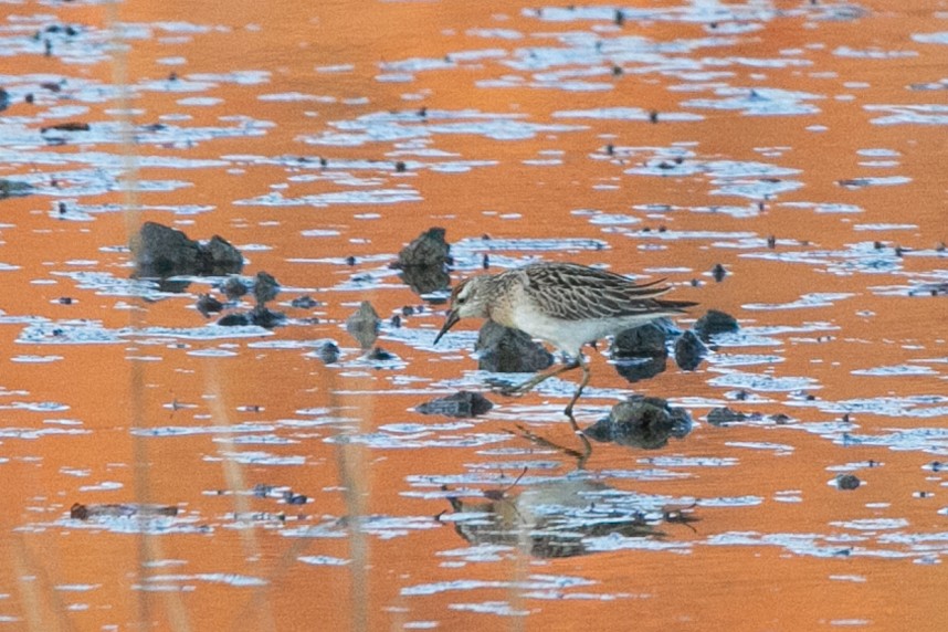 Sharp-tailed Sandpiper - ML645238259