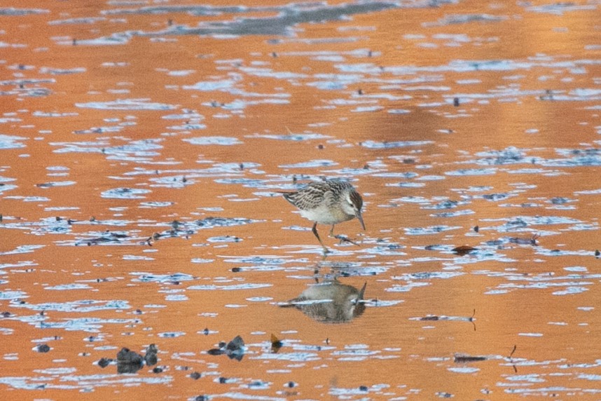 Sharp-tailed Sandpiper - ML645238260
