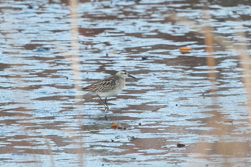 Sharp-tailed Sandpiper - ML645238261
