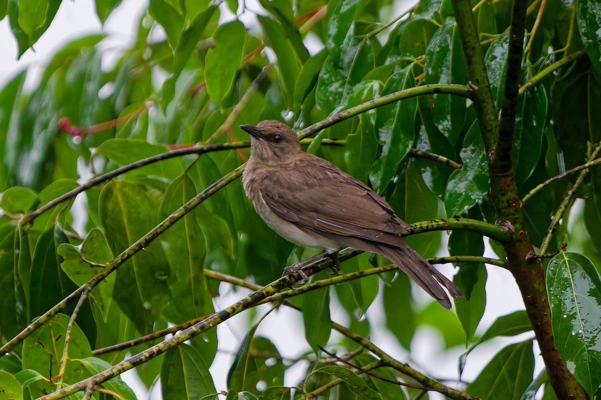 Black-billed Thrush - ML645238277