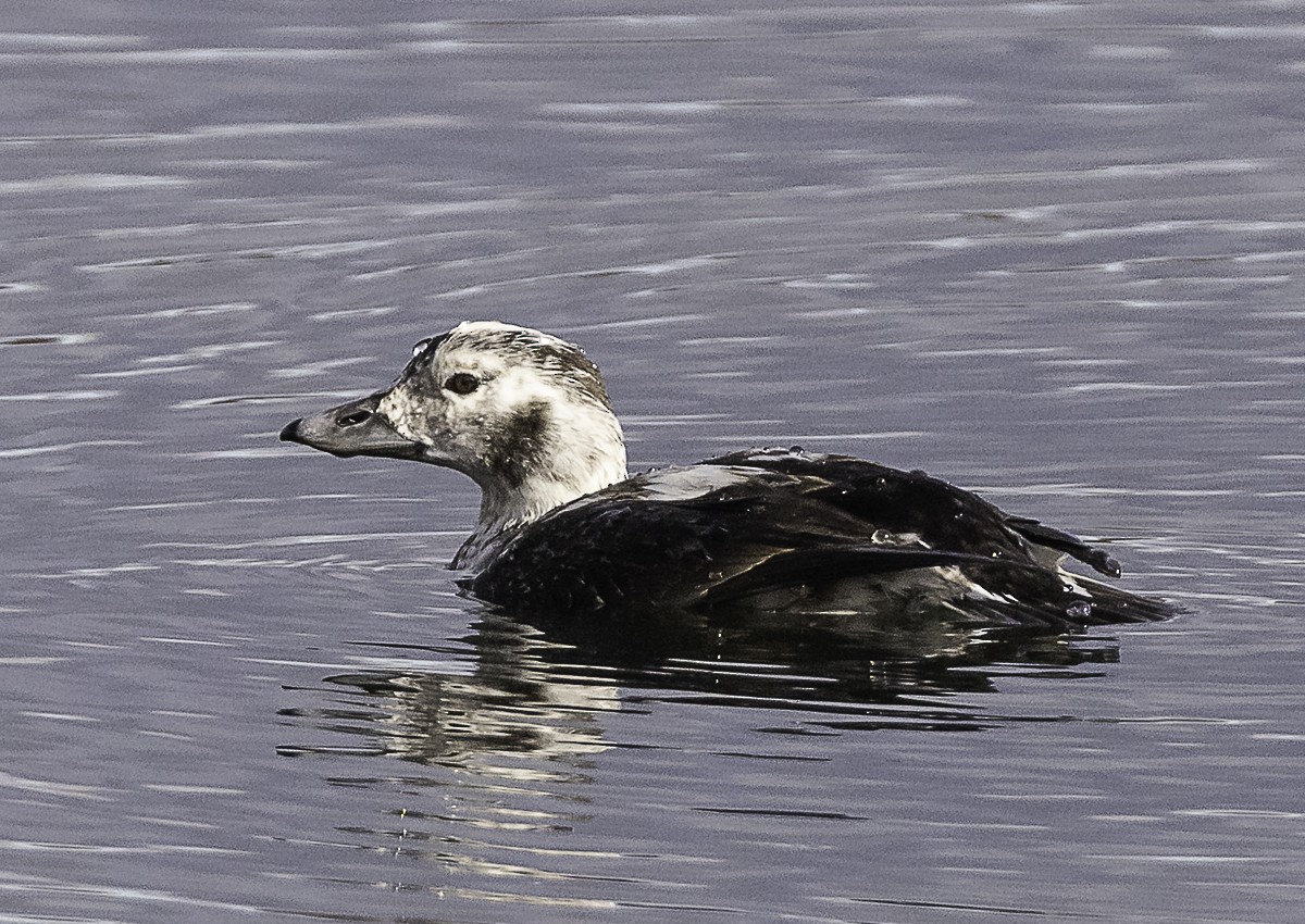 Long-tailed Duck - ML645238278