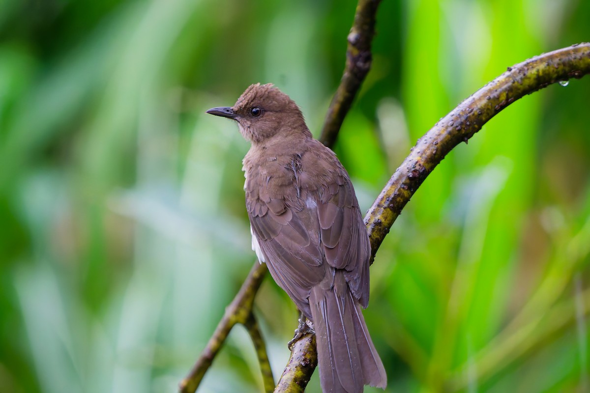 Black-billed Thrush - ML645238281