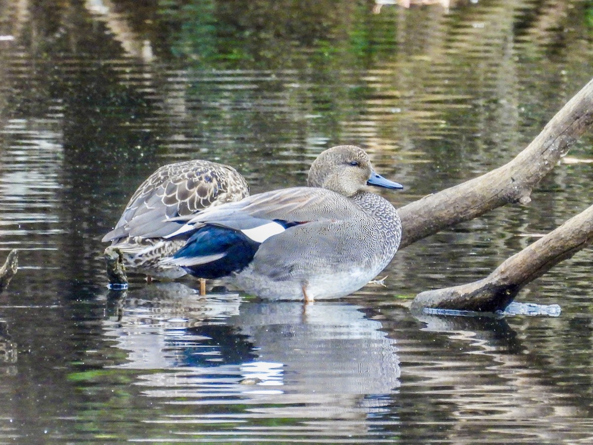 Нерозень - ML645238286