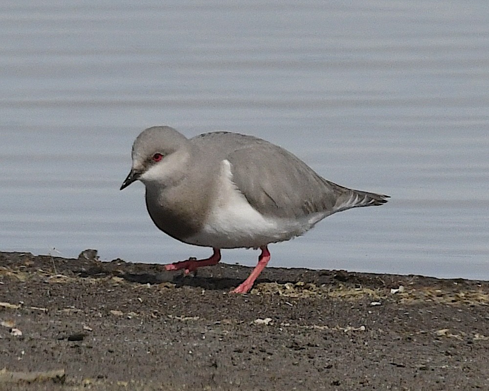 Магелланова ржанка - ML645238290