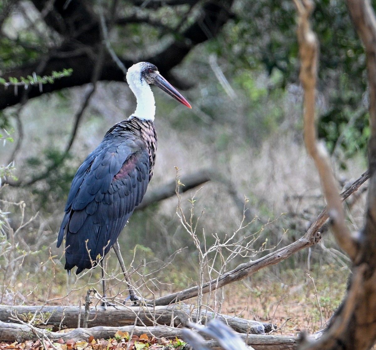 חסידה לבנת-גרון אפריקאית - ML645238291