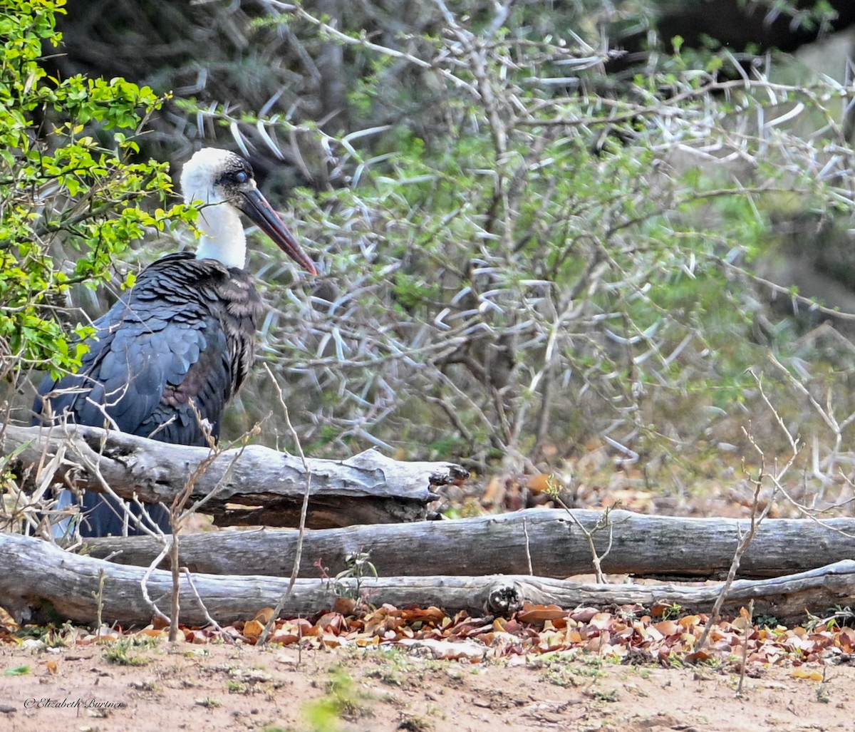 חסידה לבנת-גרון אפריקאית - ML645238292
