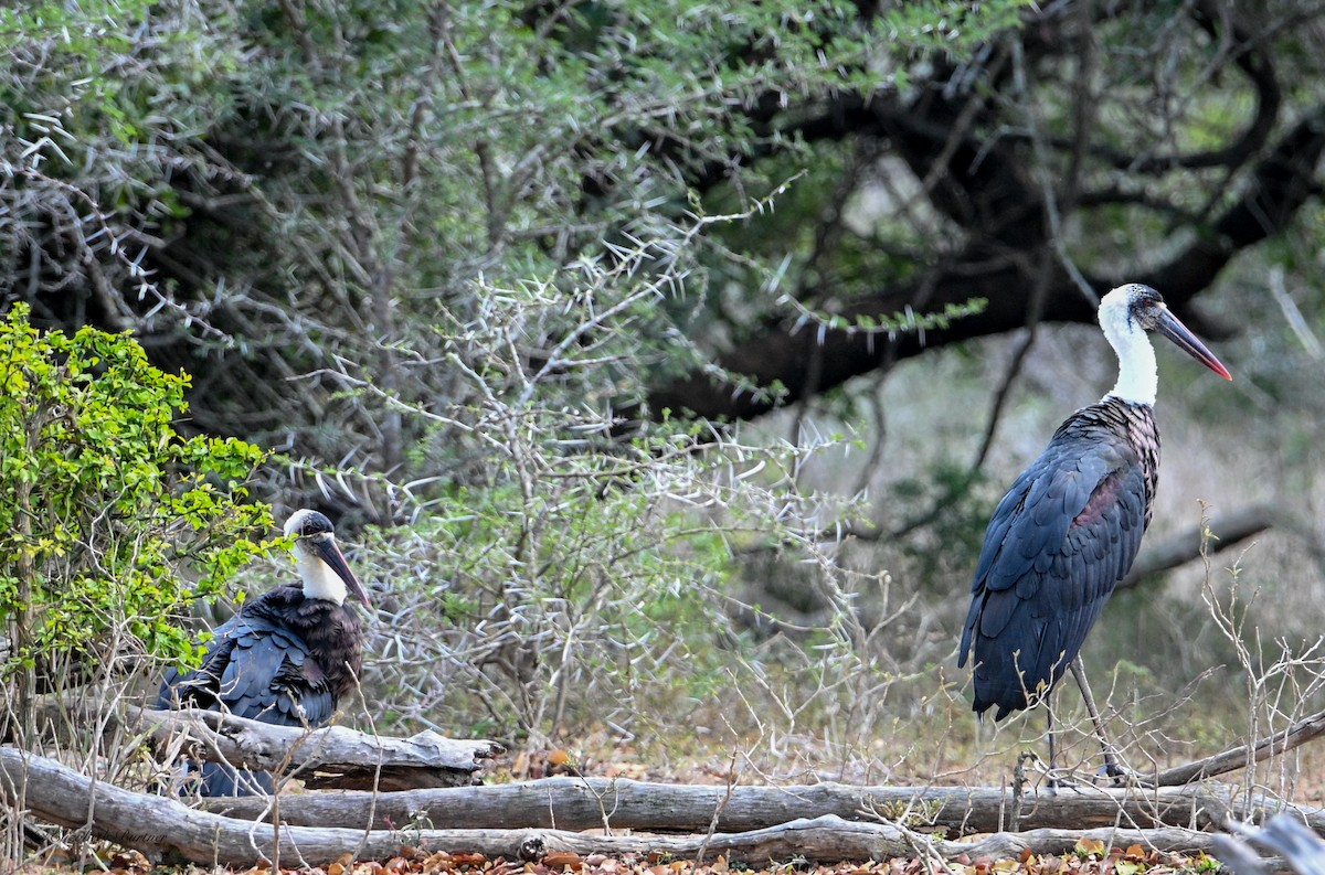 חסידה לבנת-גרון אפריקאית - ML645238293