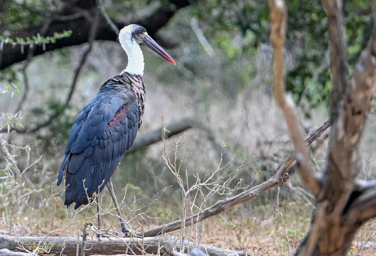 חסידה לבנת-גרון אפריקאית - ML645238294