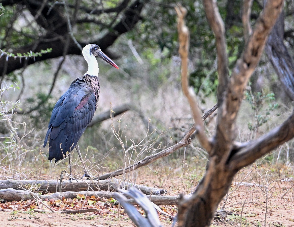 חסידה לבנת-גרון אפריקאית - ML645238295