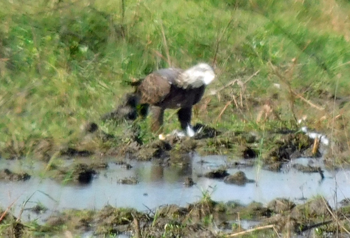 ハクトウワシ - ML645238323