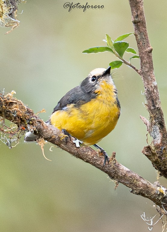 Süslü Ötleğen (ornatus) - ML645238339