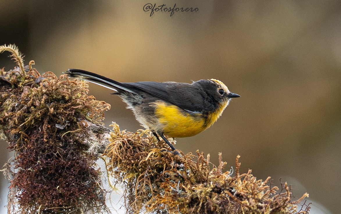 Süslü Ötleğen (ornatus) - ML645238340