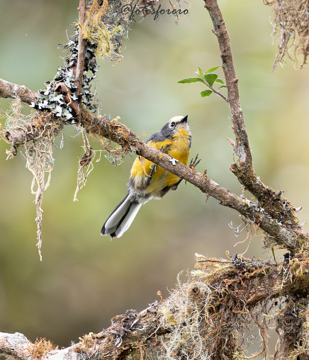 Süslü Ötleğen (ornatus) - ML645238341