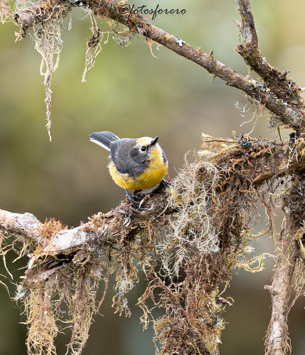 Süslü Ötleğen (ornatus) - ML645238342