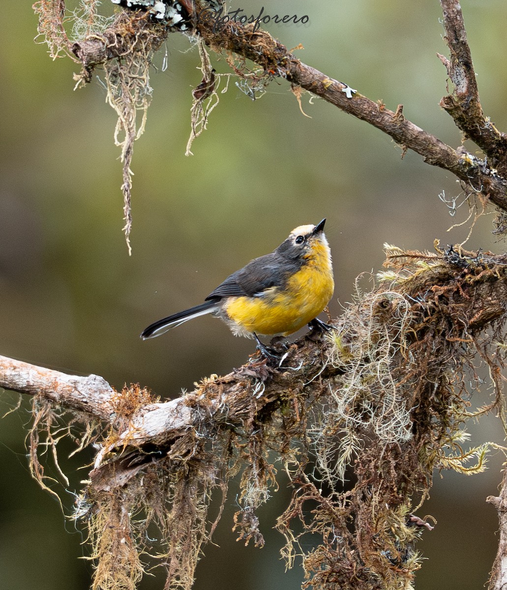 Süslü Ötleğen (ornatus) - ML645238343