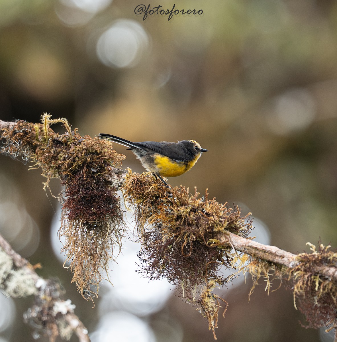 Süslü Ötleğen (ornatus) - ML645238344