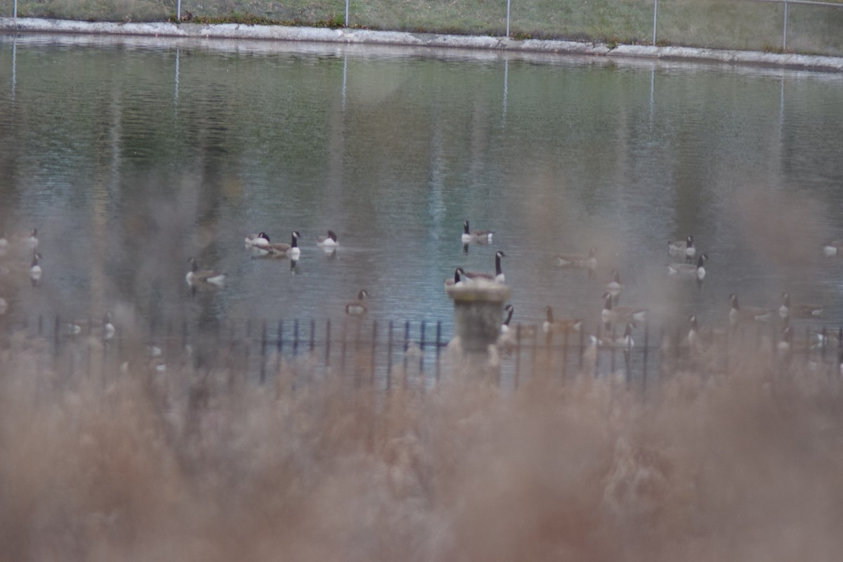 Canada Goose - ML645238364