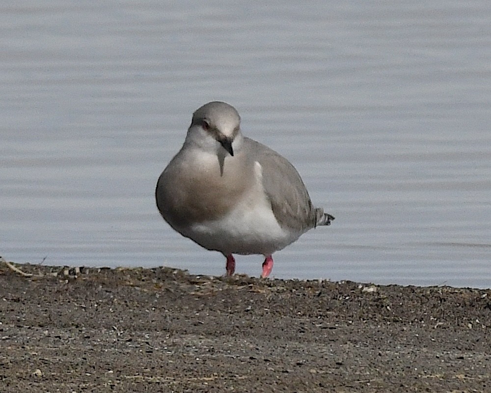 Магелланова ржанка - ML645238376
