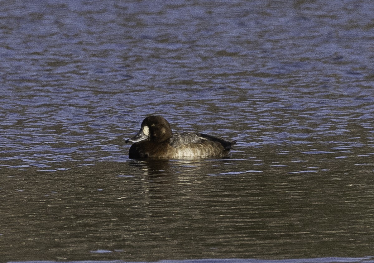 スズガモ - ML645238378