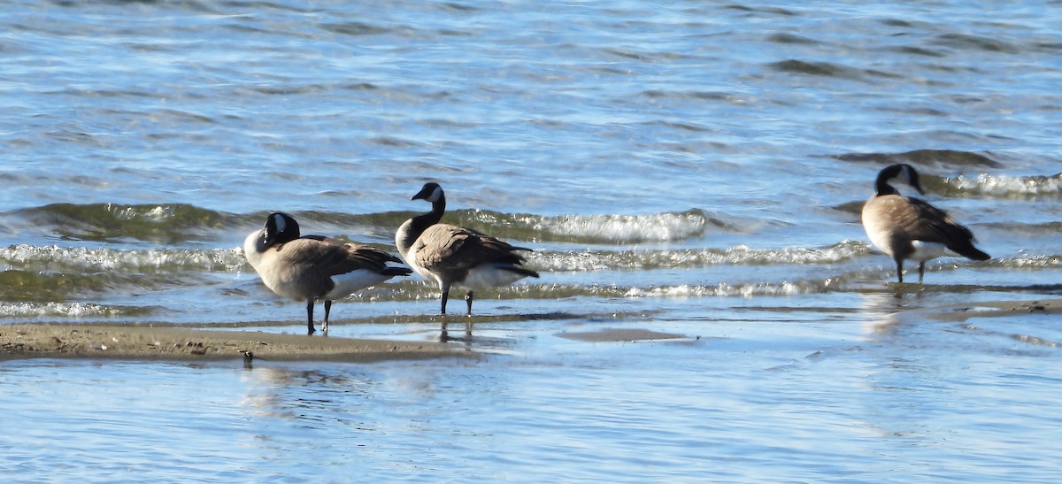 Canada Goose - ML645238379