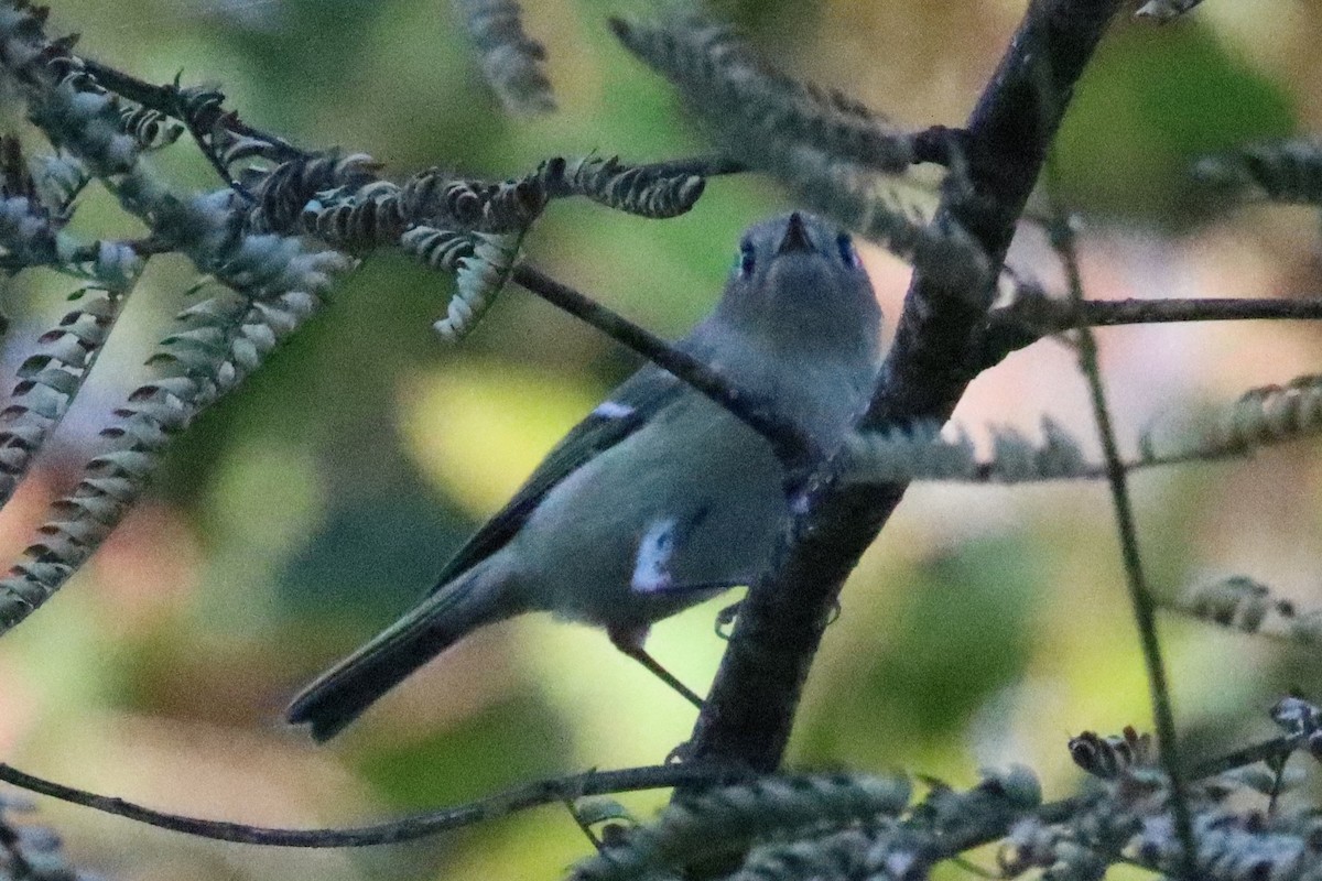 Ruby-crowned Kinglet - ML645238381