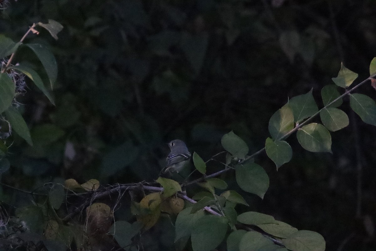 Ruby-crowned Kinglet - ML645238382