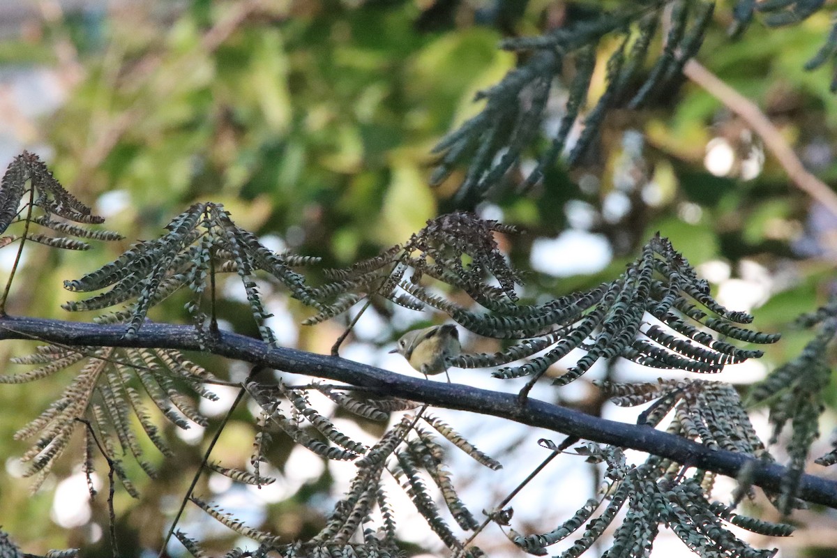 Ruby-crowned Kinglet - ML645238383
