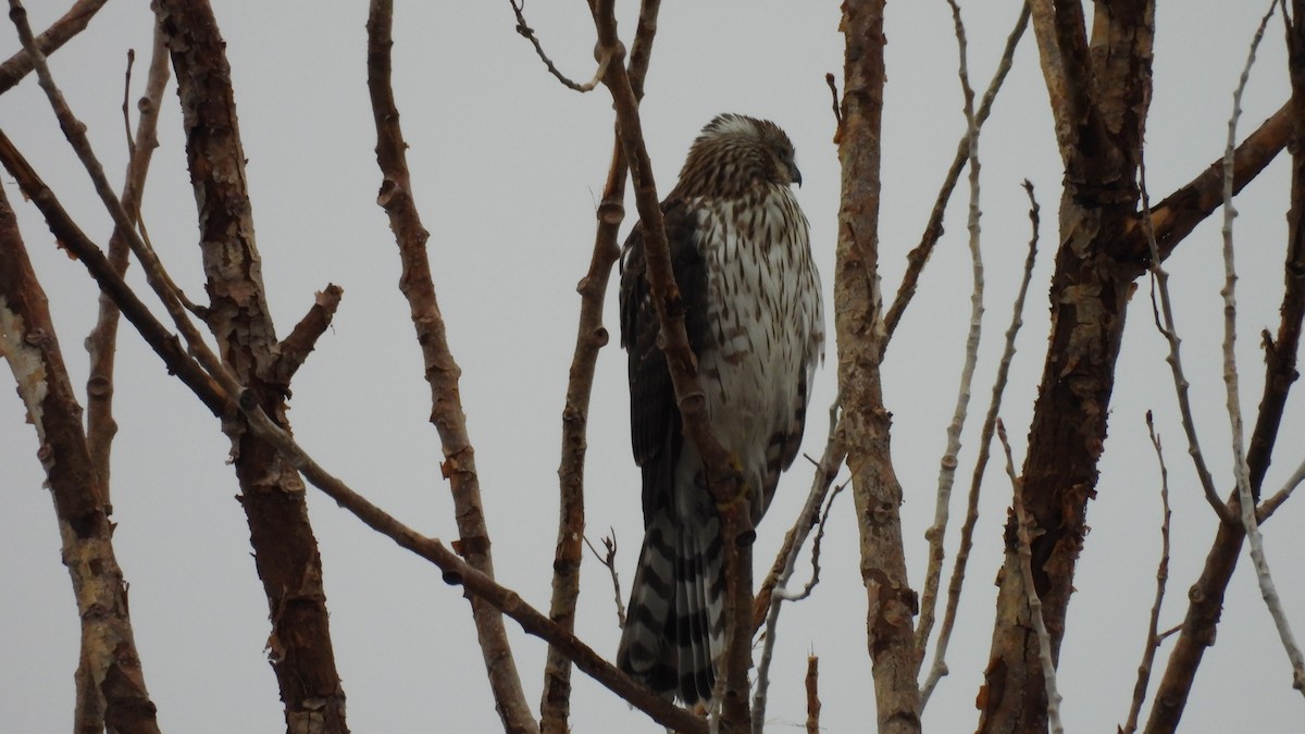 Cooper's Hawk - ML645238393