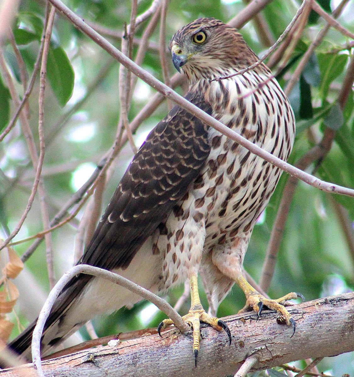 Cooper's Hawk - ML645238399