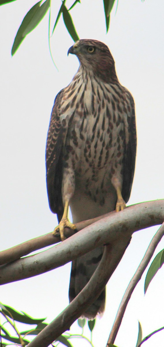 Cooper's Hawk - ML645238401