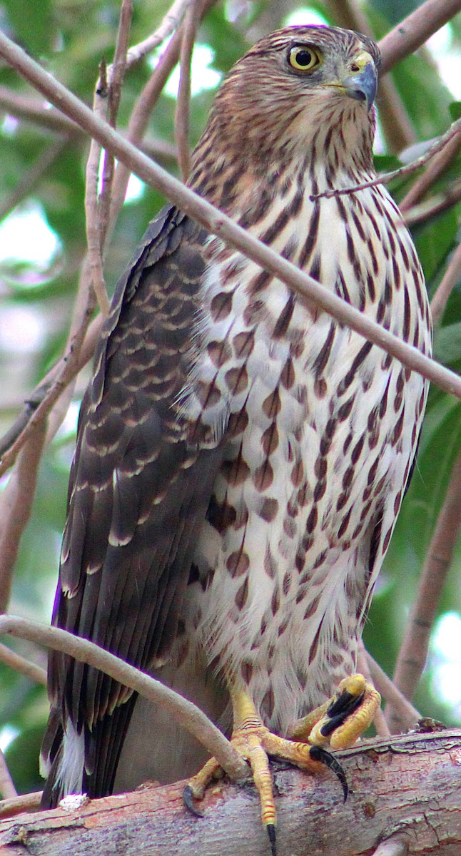 Cooper's Hawk - ML645238402