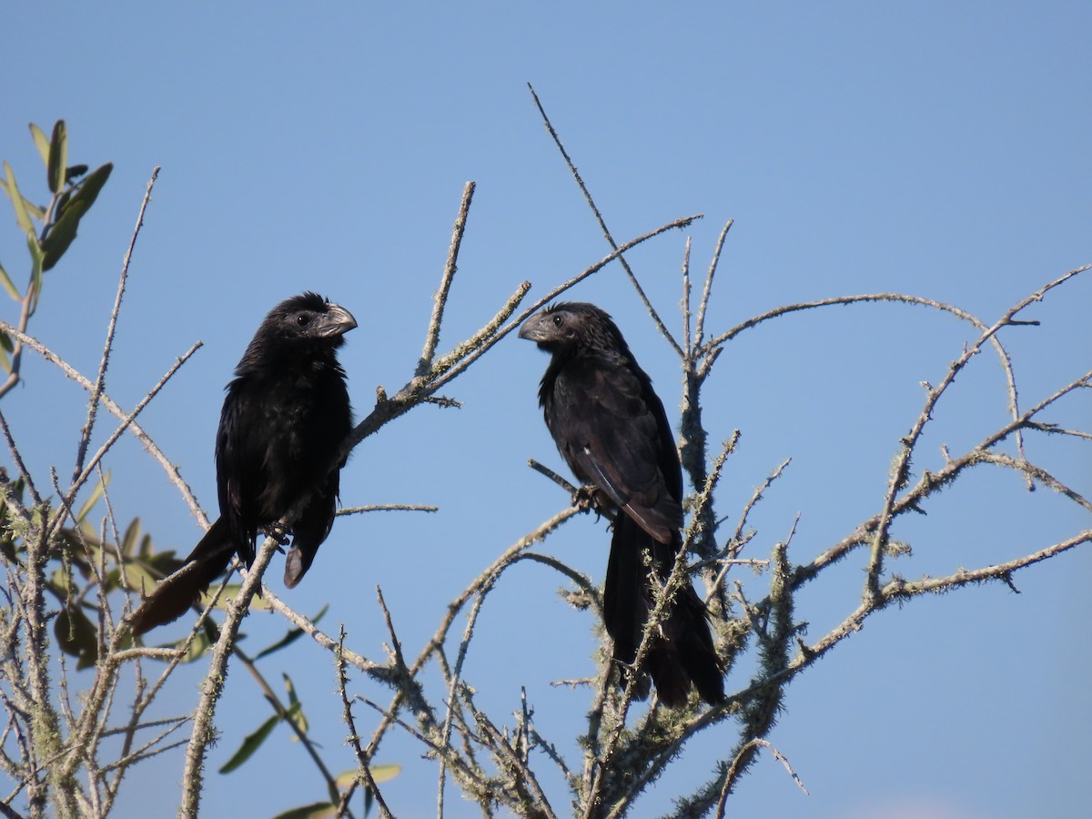Groove-billed Ani - ML645238403